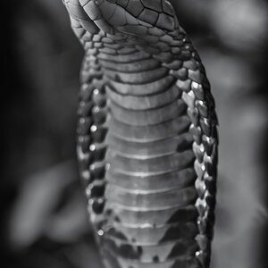 "Cobra"