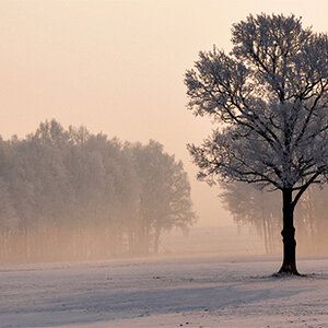 baum1
