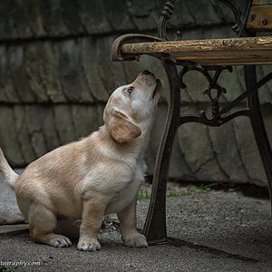 Lucky Lola of Hanging Rock, Labrador, 5 Wochen, 28May2015