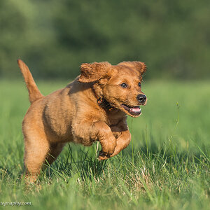 Svea, Golden Retriever, 9 Wochen, 21Aug2015