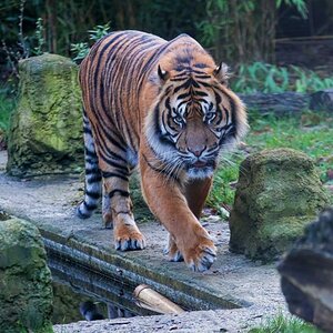 Sumatra Tiger