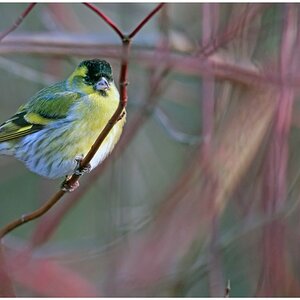 D75 1518 Erlenzeisig im Hartriegel 1 2016