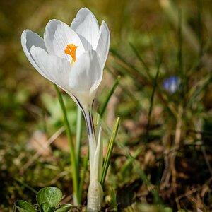 krokus 9376