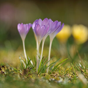 Krokus im Garten