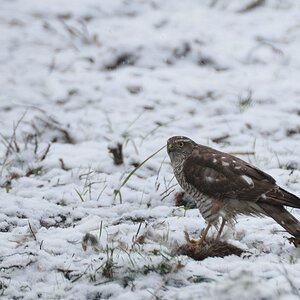 comp 7