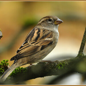 DSC 5407 Spatz
