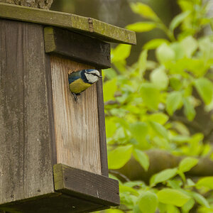 blaumeise