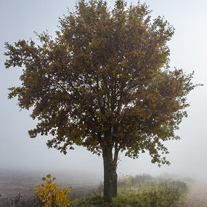 Baum am Wegesrand