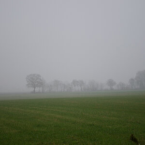 Maisfeld im Nebel