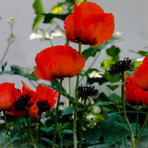 Mohnblumen