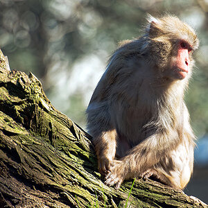 Nikon D800 mit Nikol 70-200