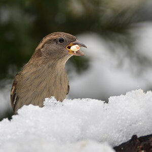 DSC 0353 Spatz