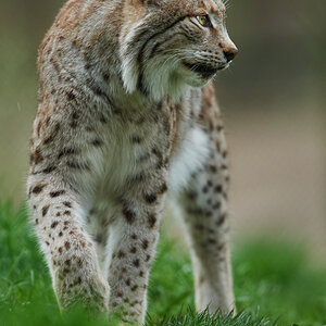 Luchs 5