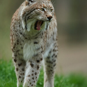 Luchs 6
