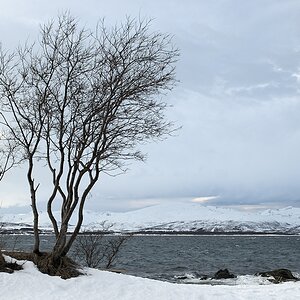 s551 Telegrafenbukta 8337  1