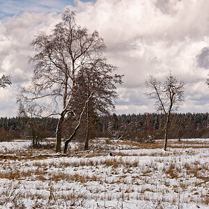 Winter im Venn