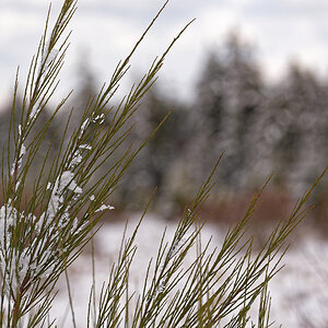 Winter 3173