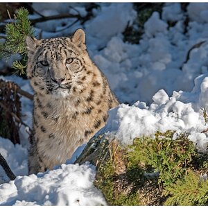 D75 2015 Schneeleopard schaut skeptisch 2 2016