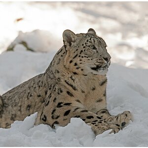 D75 2034 Schneeleopard im Schnee 2 2016