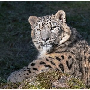 D75 2584 Schneeleopard  3 2016 WPLH