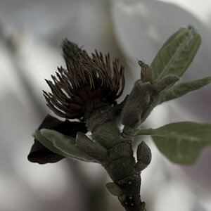 Blüte (1 von 1)
