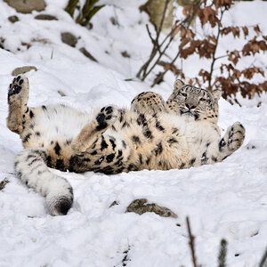 Schneeleopard 012016 2