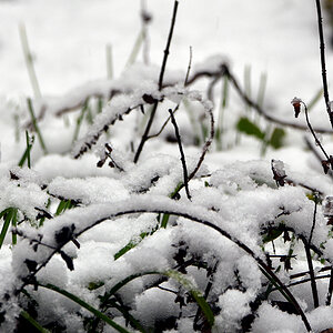 DSC 0319 Winter