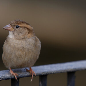 Spatz
