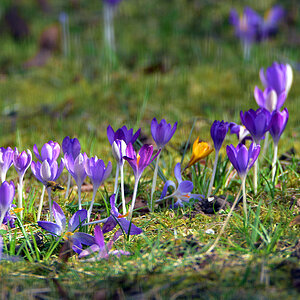 DSC 0300 Krokusse