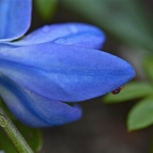 blume mit spinne