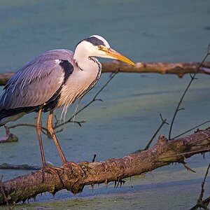 D71 3651 Reiher angestrahlt 4 2016