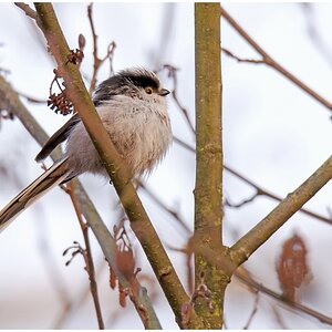 D71 3677 Erste Schwanzmeise 4 2016