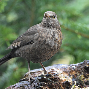 DSC 0594 Amsel