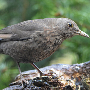 DSC 0593 Amsel
