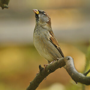 DSC 5420 Spatz