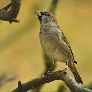 DSC 5422 Spatz