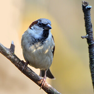 DSC 0115 Spatz