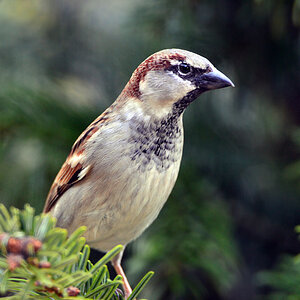 DSC 0124 Spatz