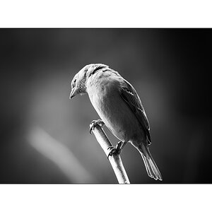 VogelPZ1 2551