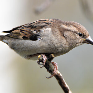 DSC 0162 Spatz