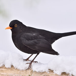 Amsel 012016