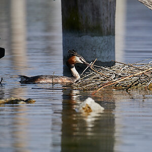 Nest452Crop