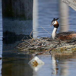 Nest454Crop