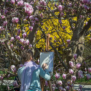 Magnolienmalerin