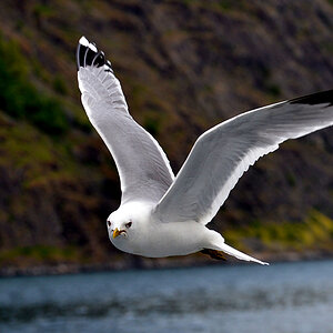 DSC 5913 Möwe