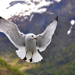 DSC 5914 Möwe