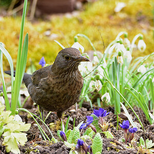 DSC 0952 Amsel