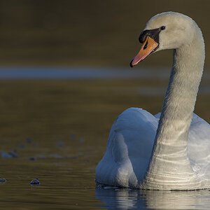 schwan 01