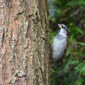 DSC 9879 Spatz