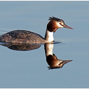 D75 3171 Haubi Spiegelbild 4 2016